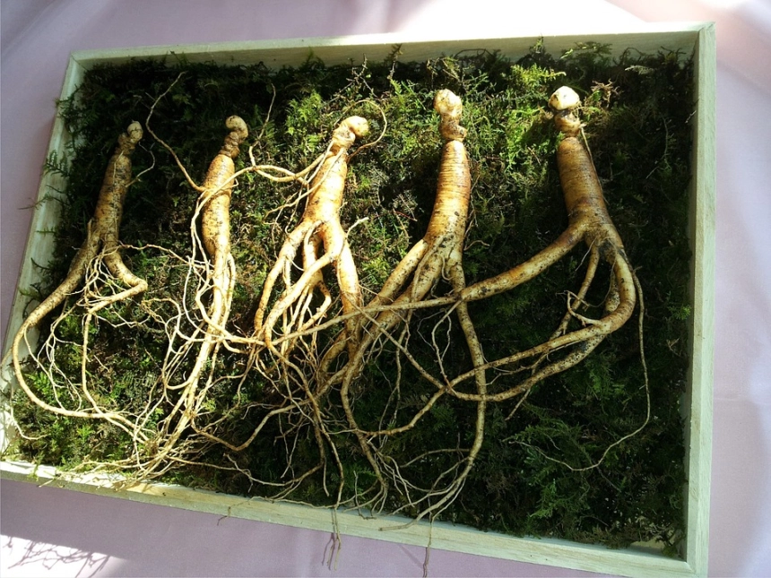 금산군, 블록체인 기반 금산인삼 수출 플랫폼 구축 추진