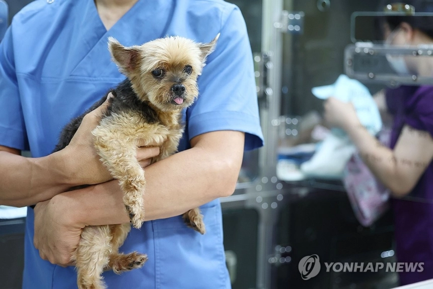 펫보험 관심 급증에도 여전한 시장 장벽: 가입률 12.8%로 미미 / 연합뉴스