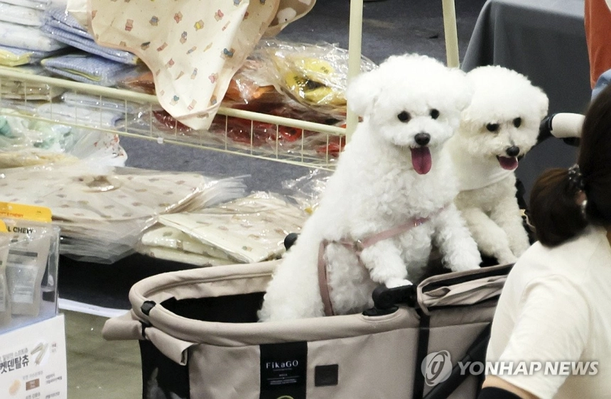 펫보험 인기 상승, 반려동물 의료비 대비 문화 강화 / 연합뉴스